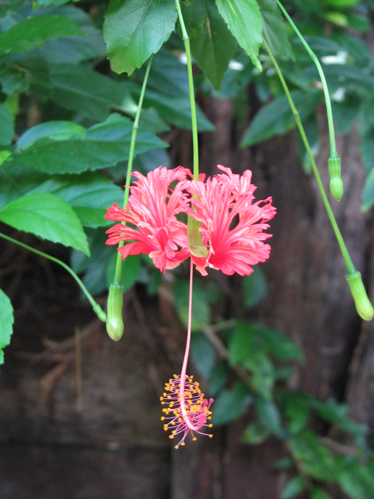 Hibiscus Flower