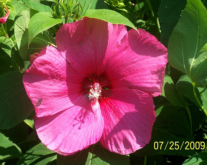 Hibiscus red 2