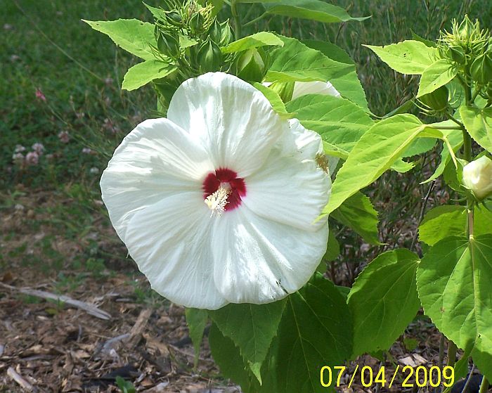 Hibiscus wht 1