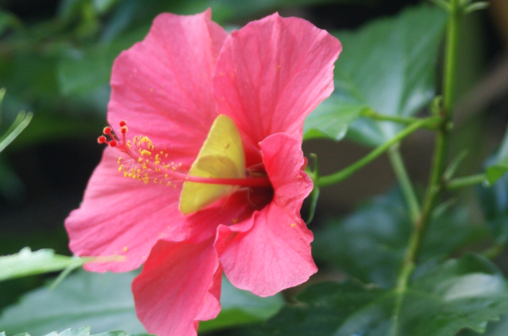 hibiscus_moth