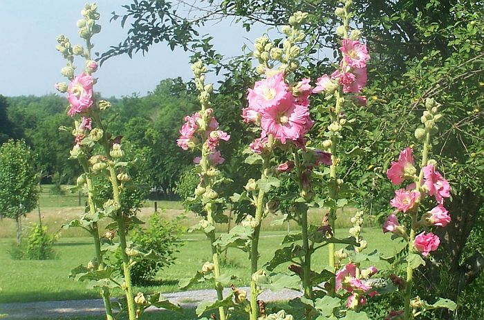 Hollyhock pk 1