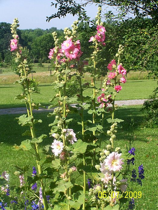 Hollyhock pk 3