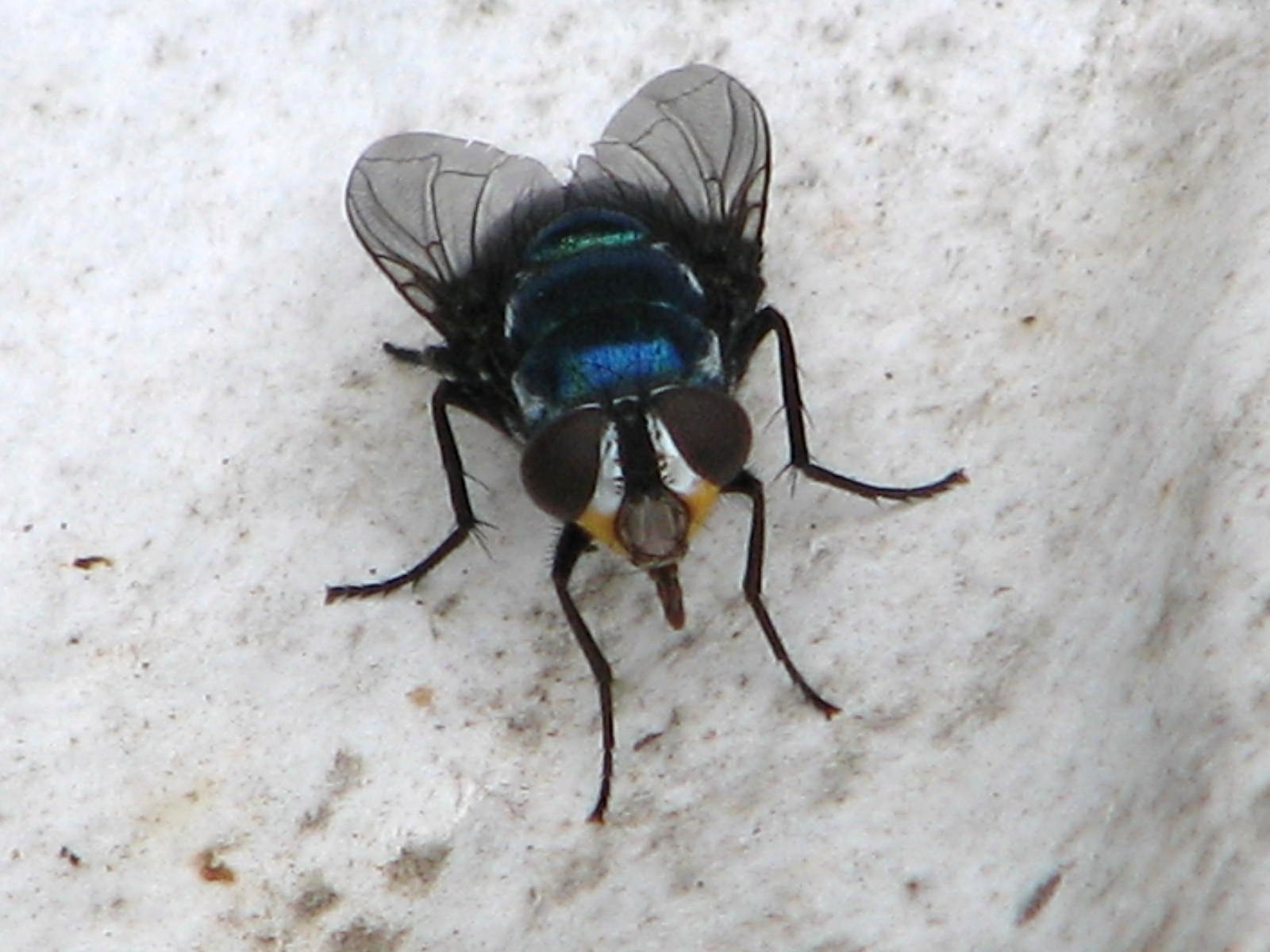 Honey Fly