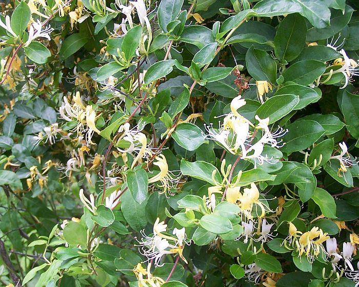 Honeysuckle