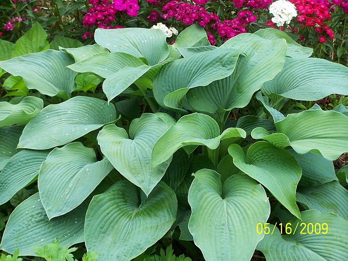 Hosta 1