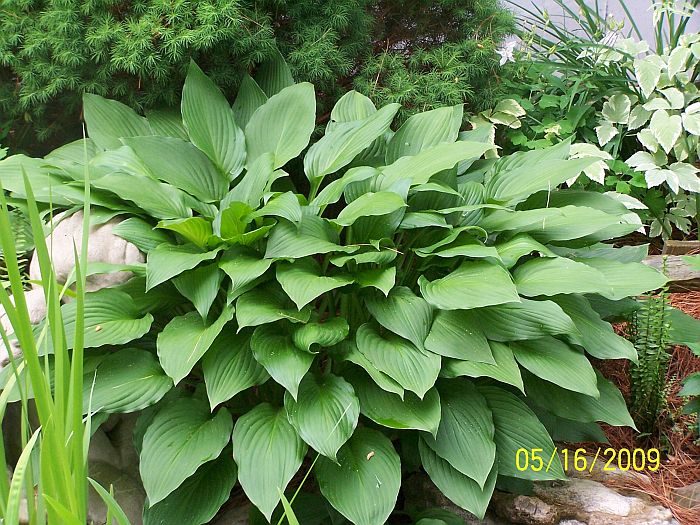 Hosta 2