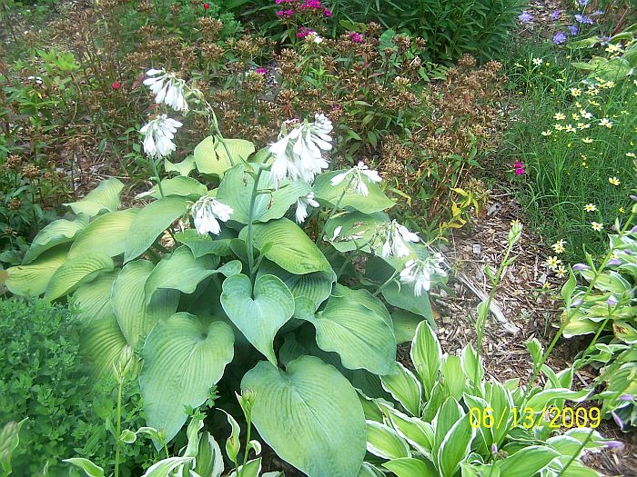 Hosta 2