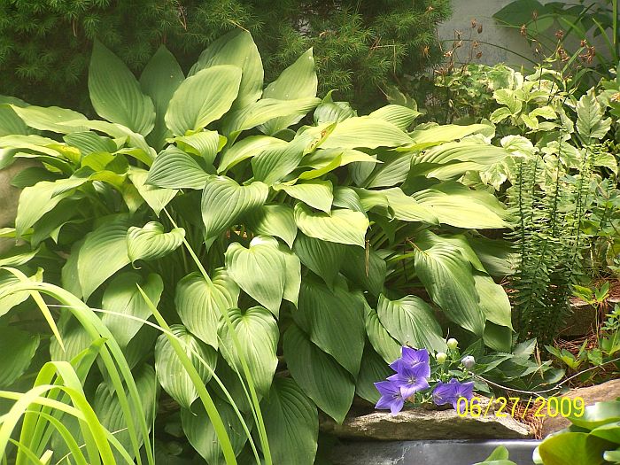 Hosta-balloon flower 1