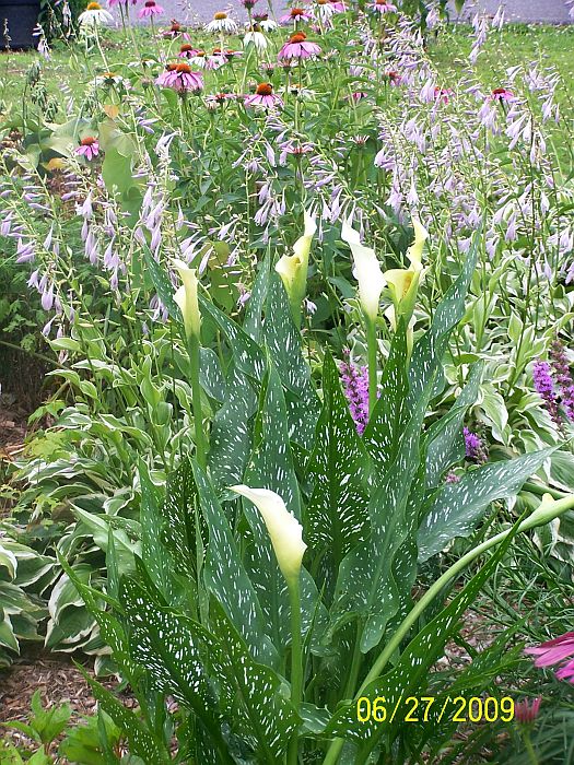 Hosta blooms-calla lilies-coneflowers 1