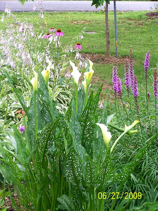 Hosta-liatris- Coneflowers 1