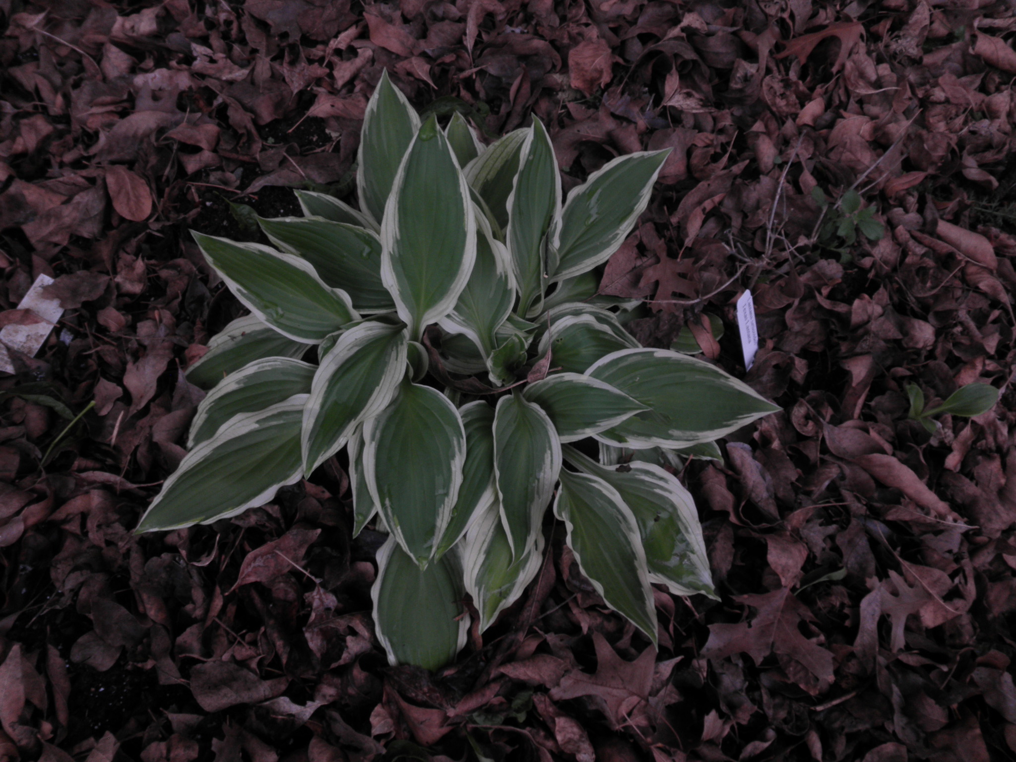 hosta