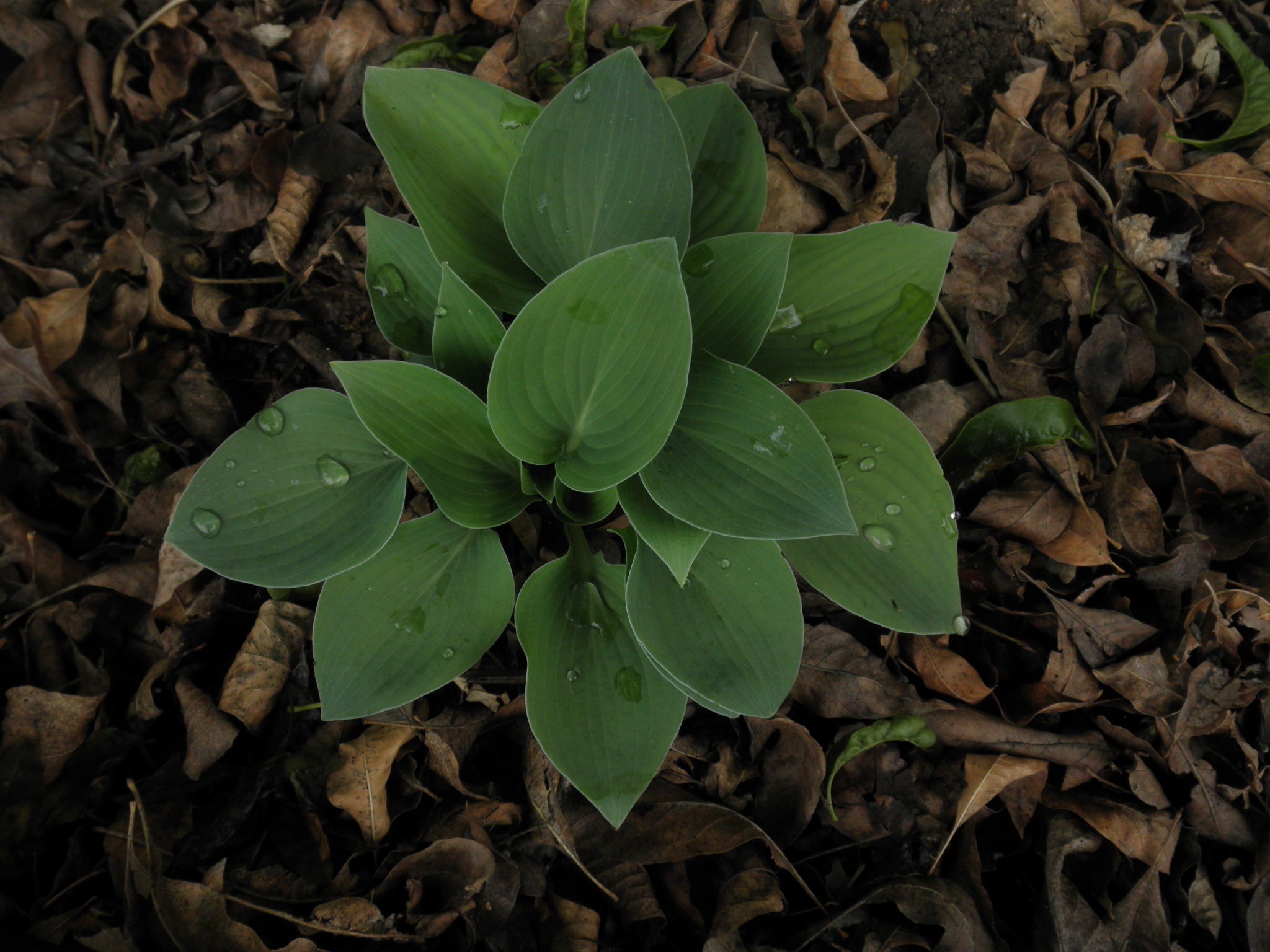 hosta