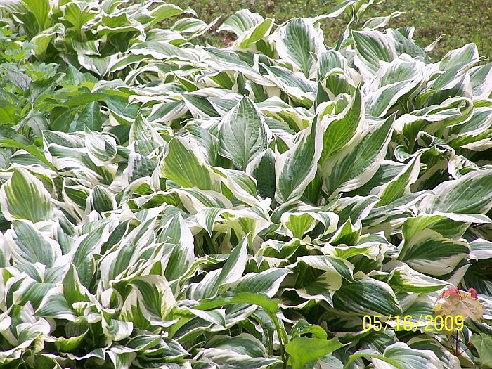 Hostas 3