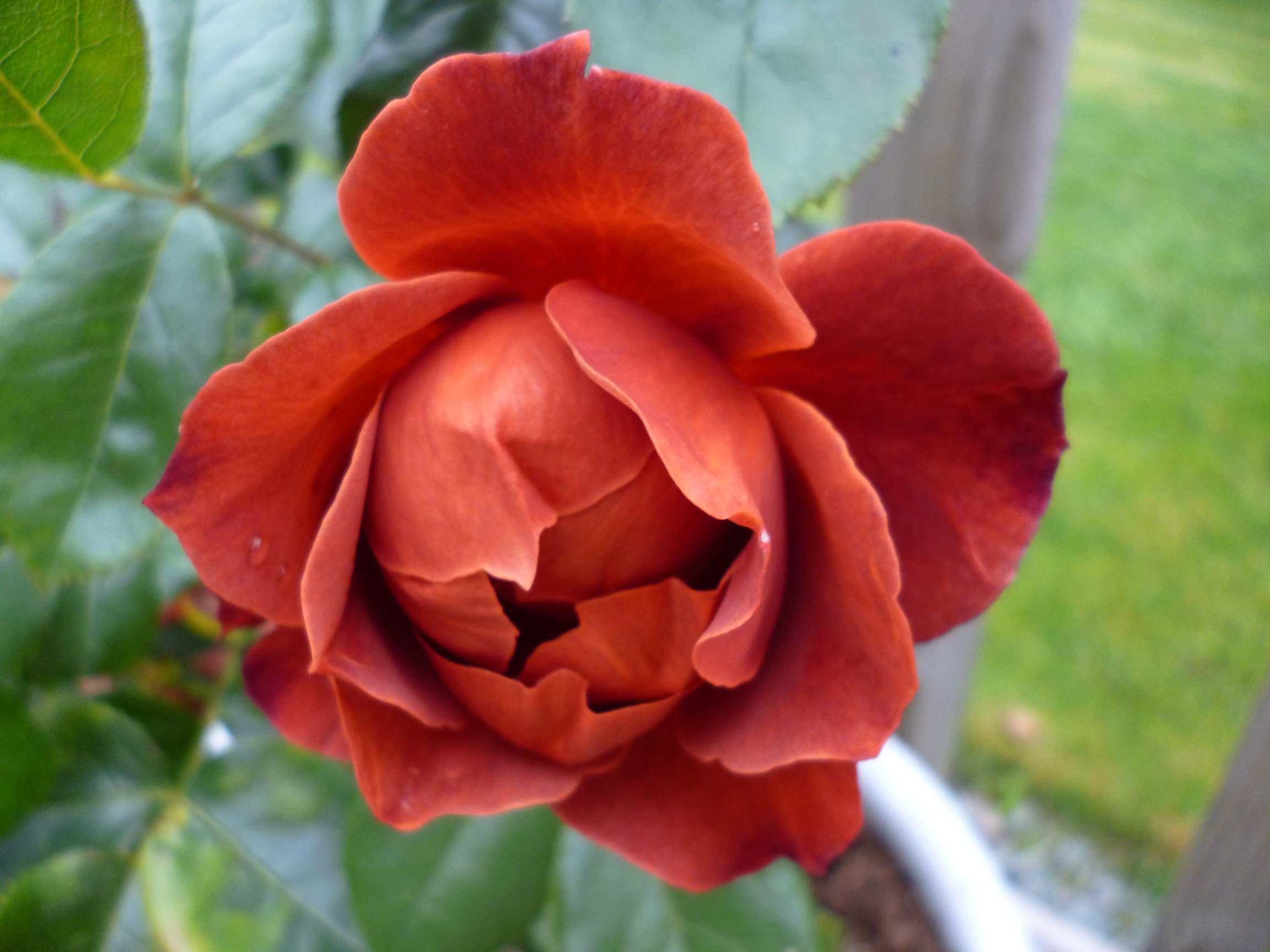 hot_c_rose