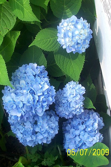 Hydrangea 4