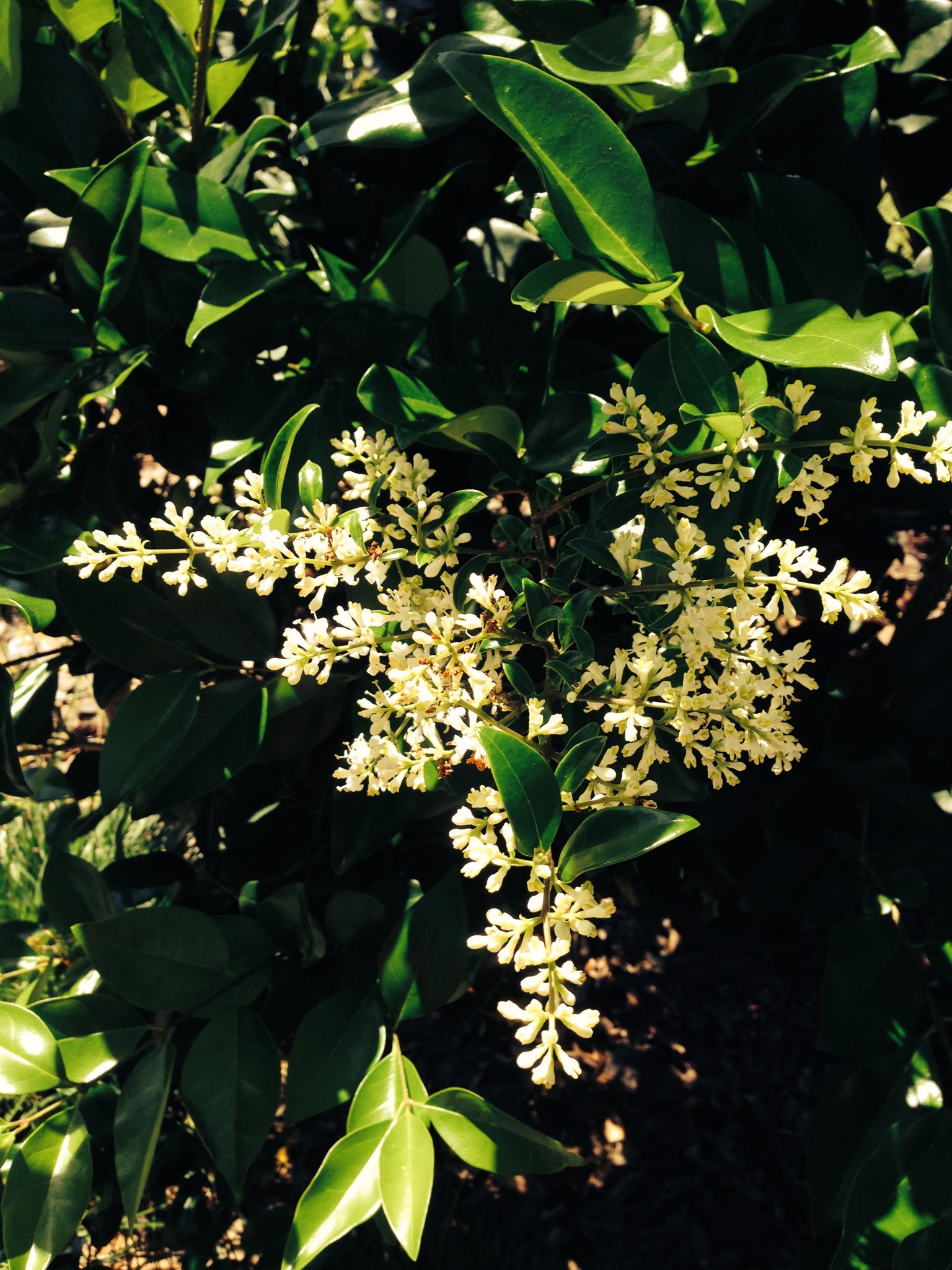 IMG_0695 (Edited).JPG Wax leaf Privet Hedge