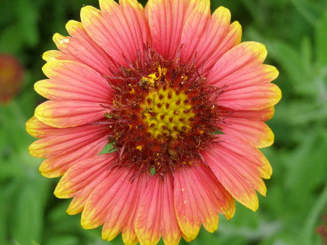 Indian blanket