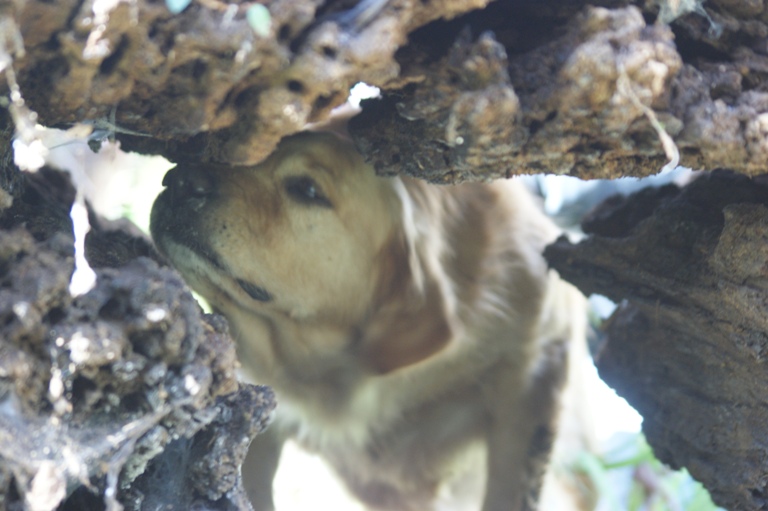 Inside every good log