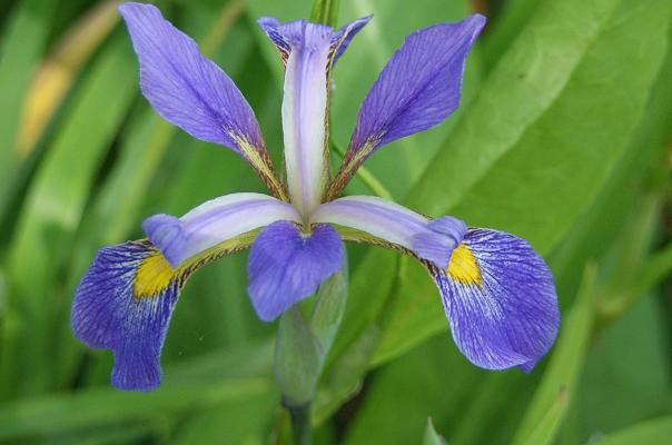 Iris 1
