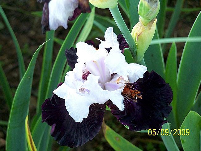 Iris blk whit 12