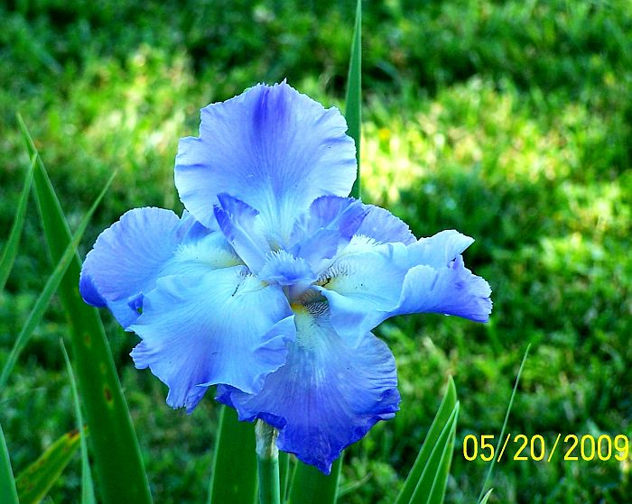 Iris blue 1