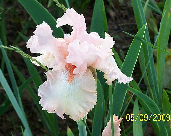 Iris pk 2