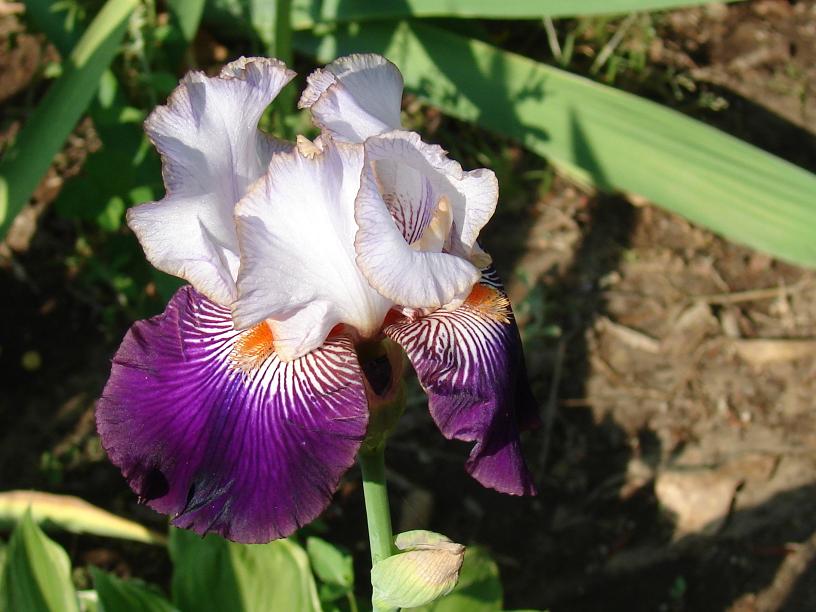 iris10