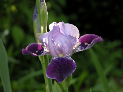 Iris_Bearded3