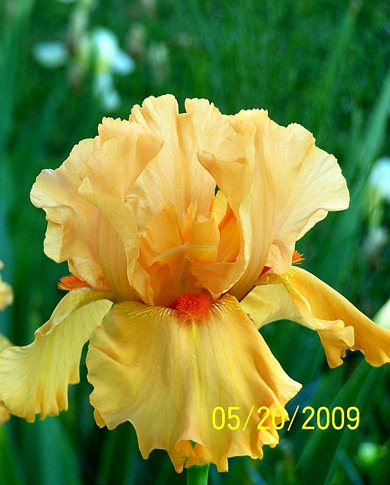 Irises orange 2