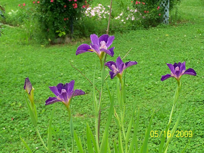 Irises water 1