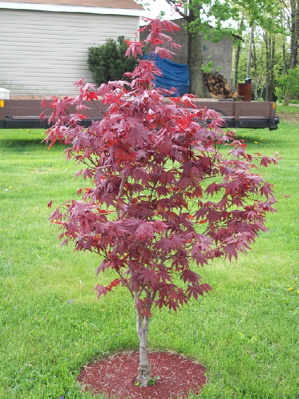 Japanese Red Maple