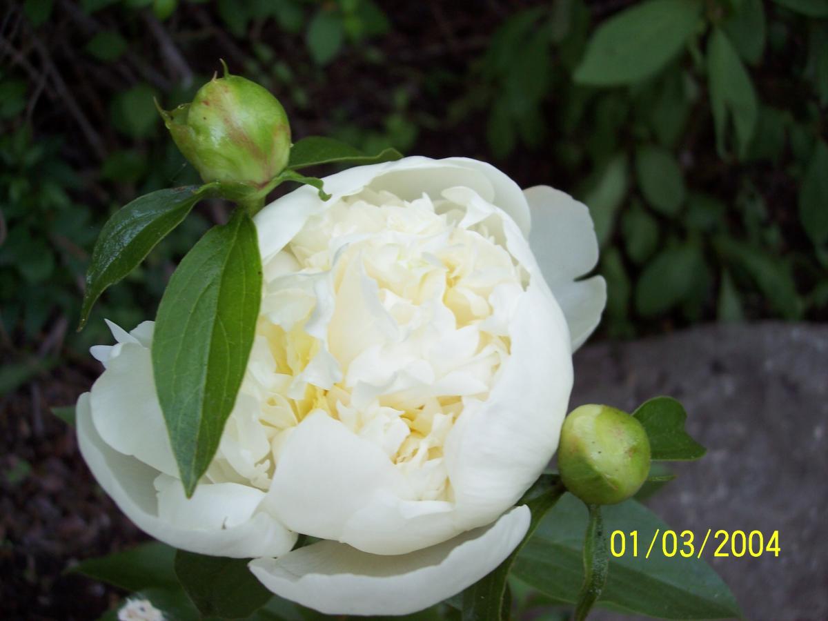 kids and garden 006