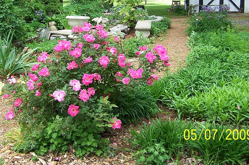 Knock-out rose pk 2