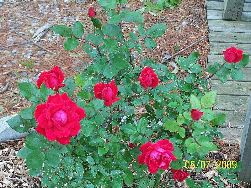 Knock-out roses dbl rd 1