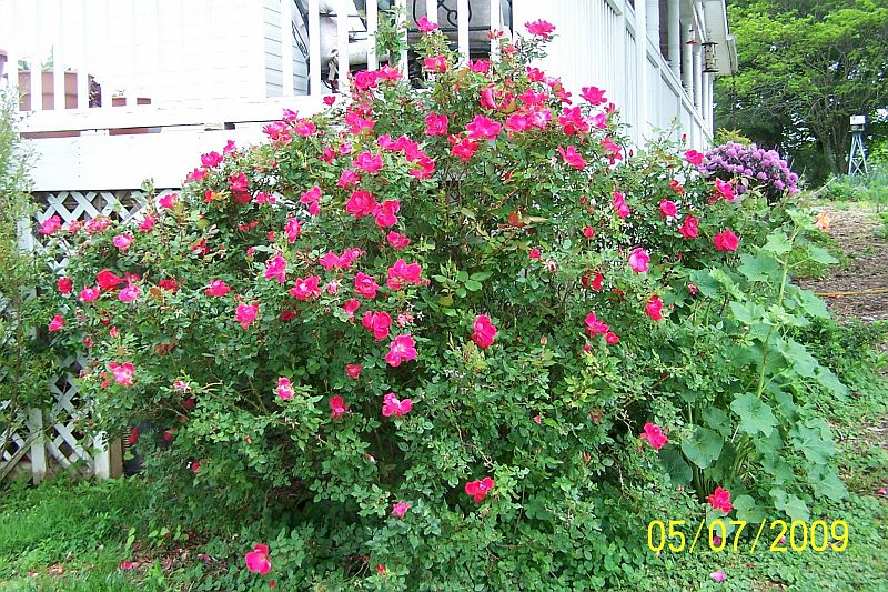 Knock-out roses red 2