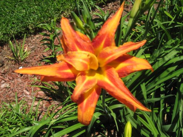 Kwanso Daylily #2