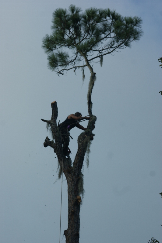 last limb (532x800)