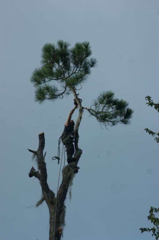 lastlimb2 (532x800)
