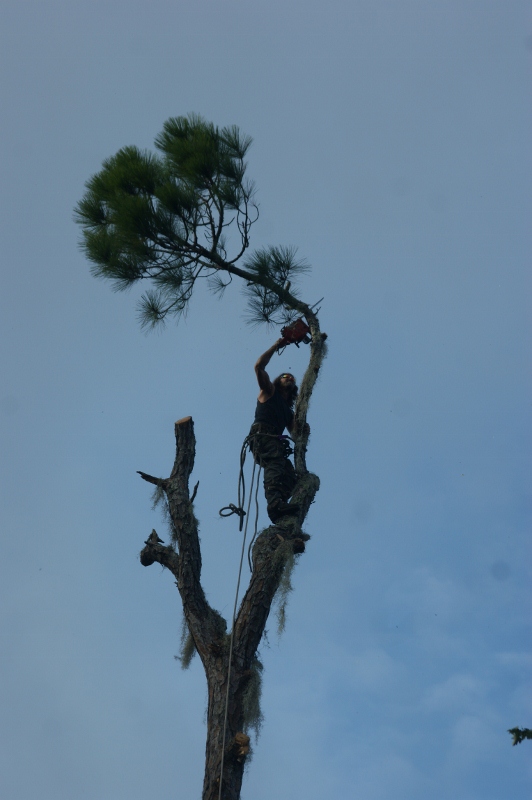 lastlimb3 (532x800)
