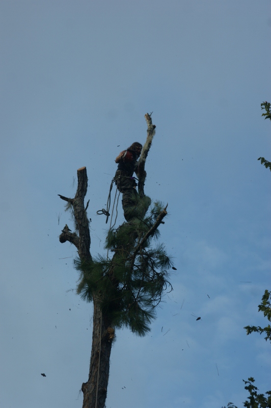 lastlimb4 (532x800)