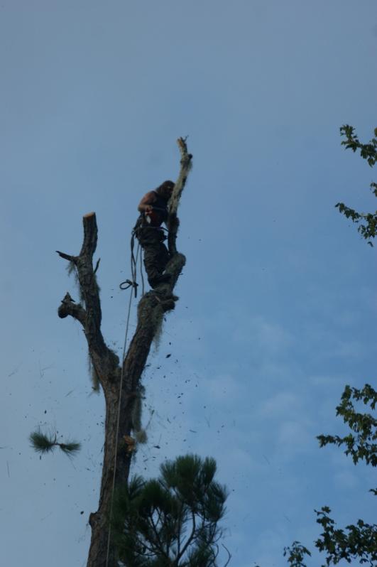 lastlimb5 (532x800)