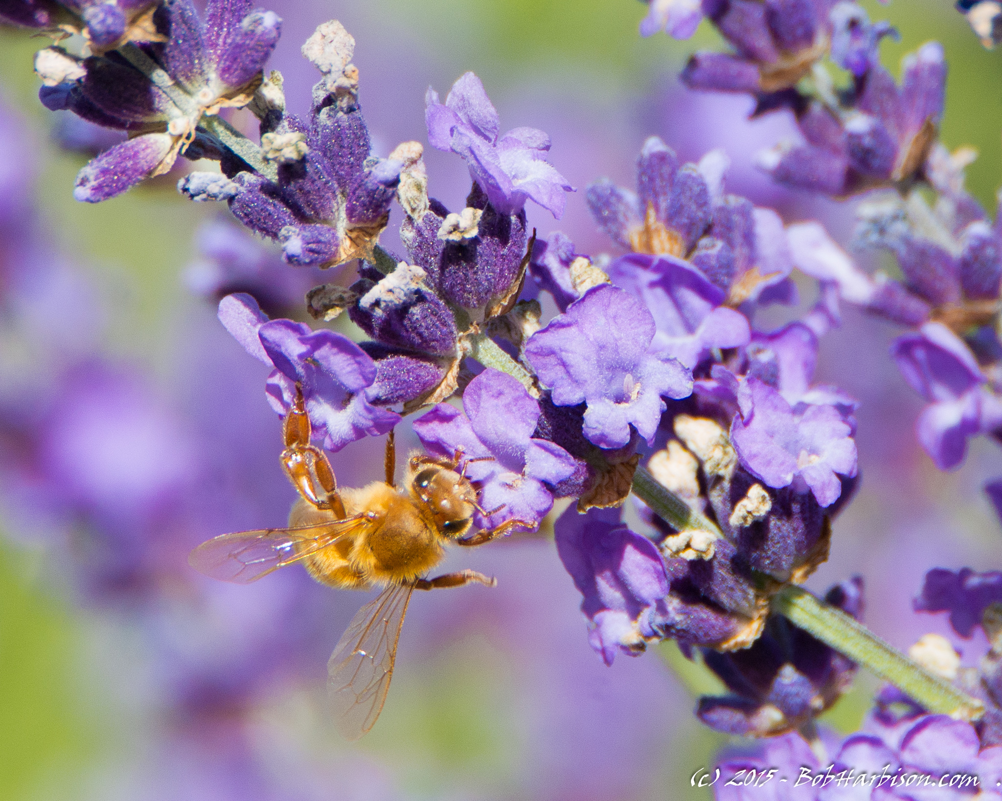 Lavender Bee