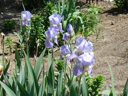 lavender iris