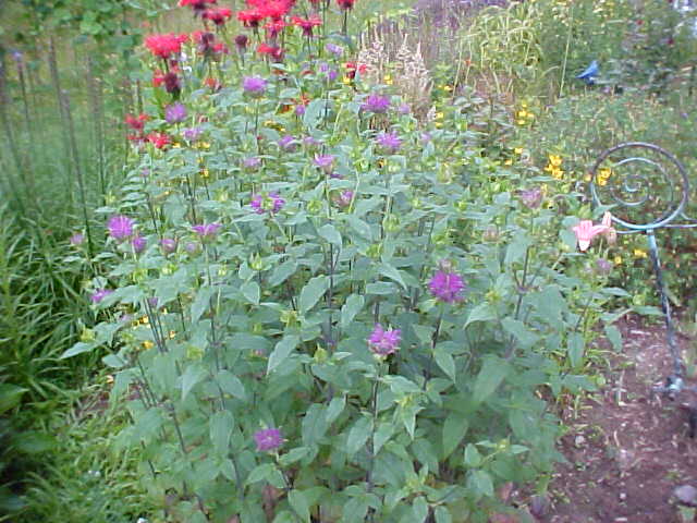 Lavender_Bee_Balm