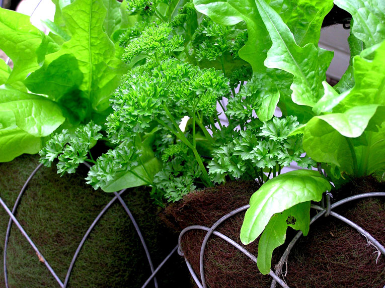 Lettuce and parsley