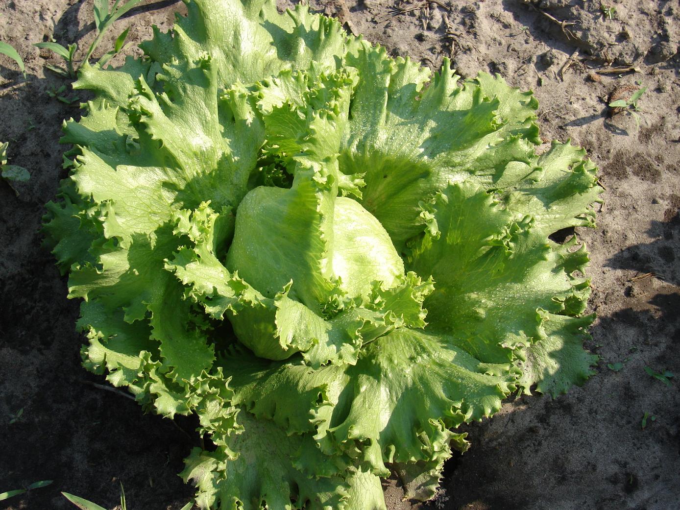 Lettuce