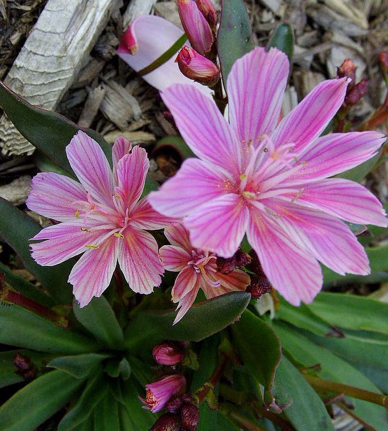 Lewisia 'Cotyledon Hybrids'