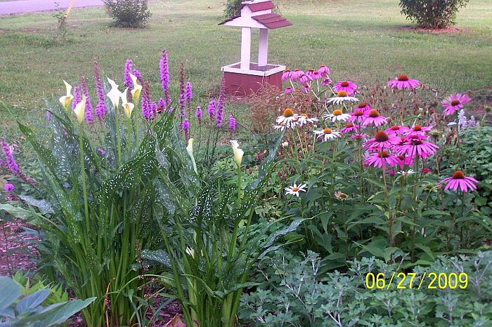 Liatris- Calla Lilies- Coneflowers 3