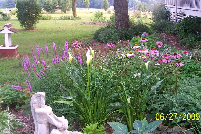 Liatris- Calla Lilies- Coneflowers 4