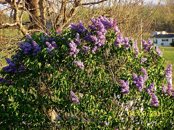 Lilac Bush